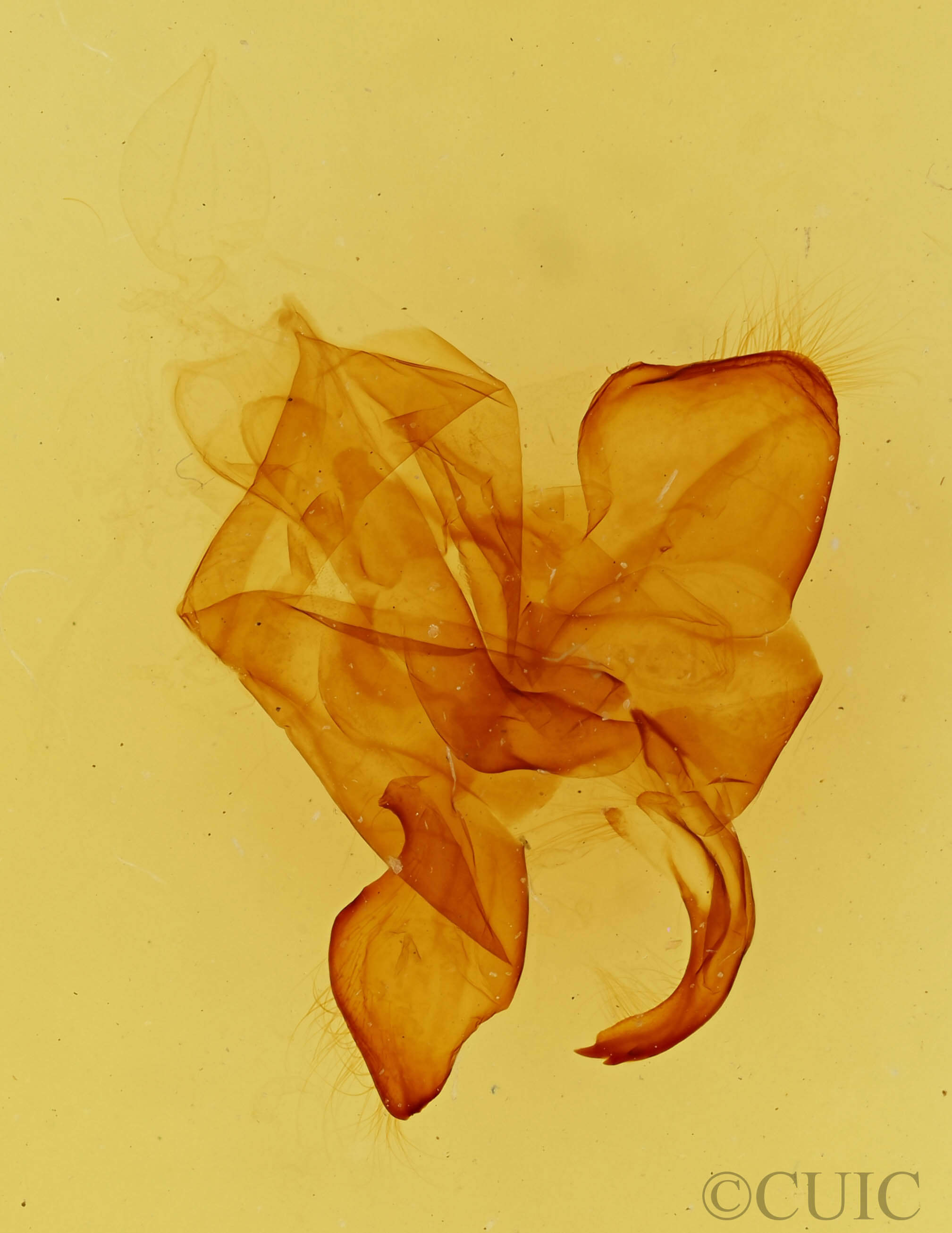 genitalia view of adult Dasylophia xylinata