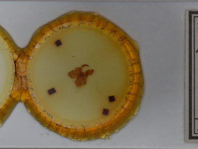 slide view of adult Dasylophia xylinata