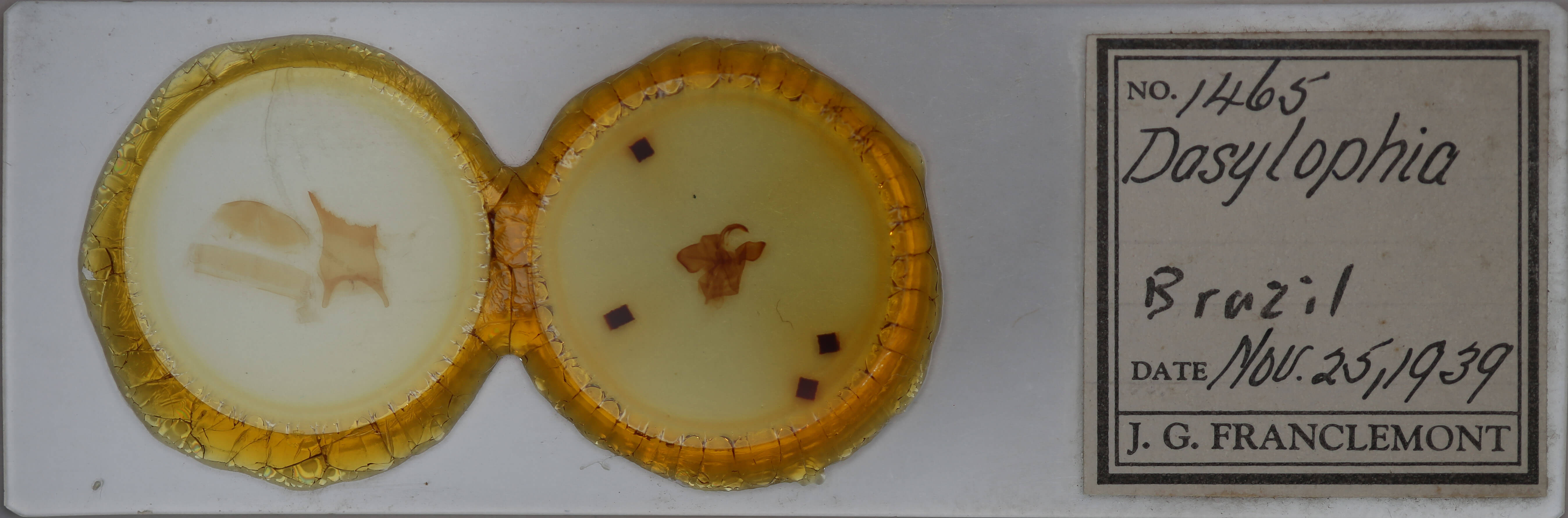 slide view of adult Dasylophia xylinata