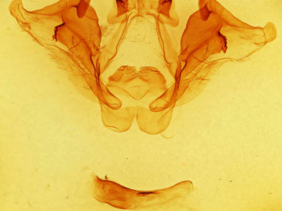genitalia view of adult Datana angusii