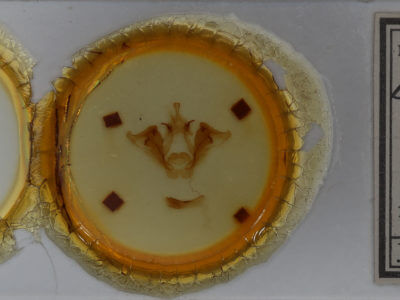 slide view of adult Datana angusii