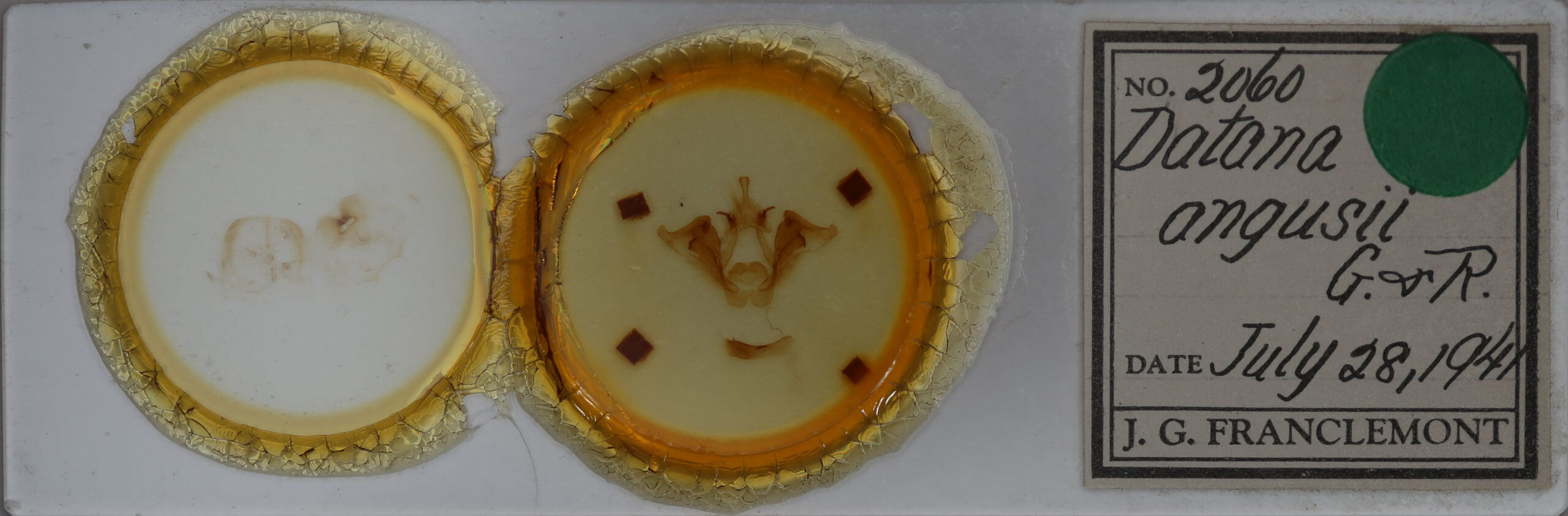 slide view of adult Datana angusii