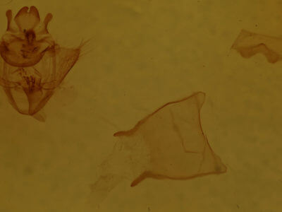 genitalia view of adult Drepana arcuata