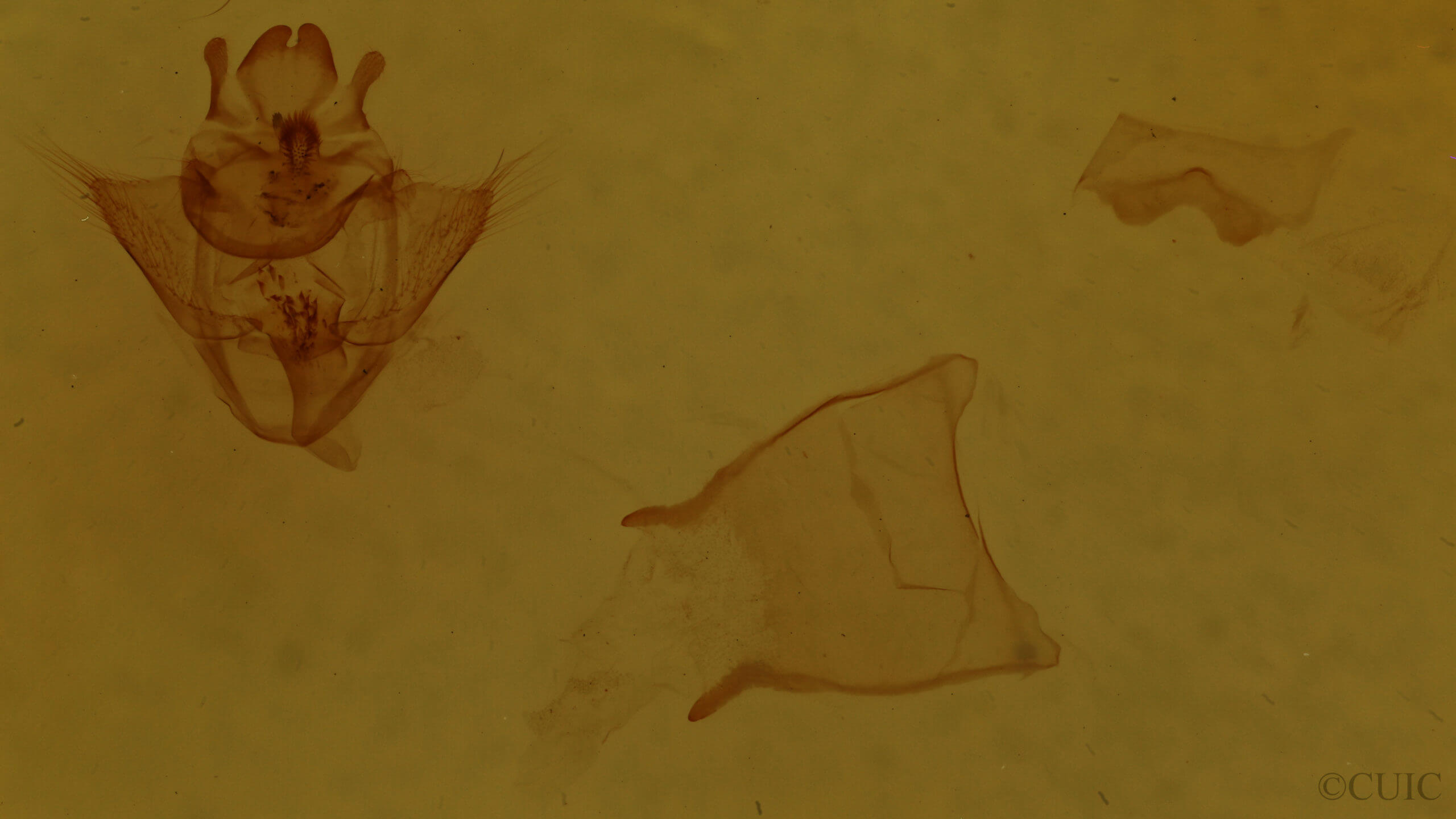 genitalia view of adult Drepana arcuata