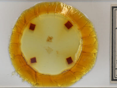 slide view of adult Drepana arcuata