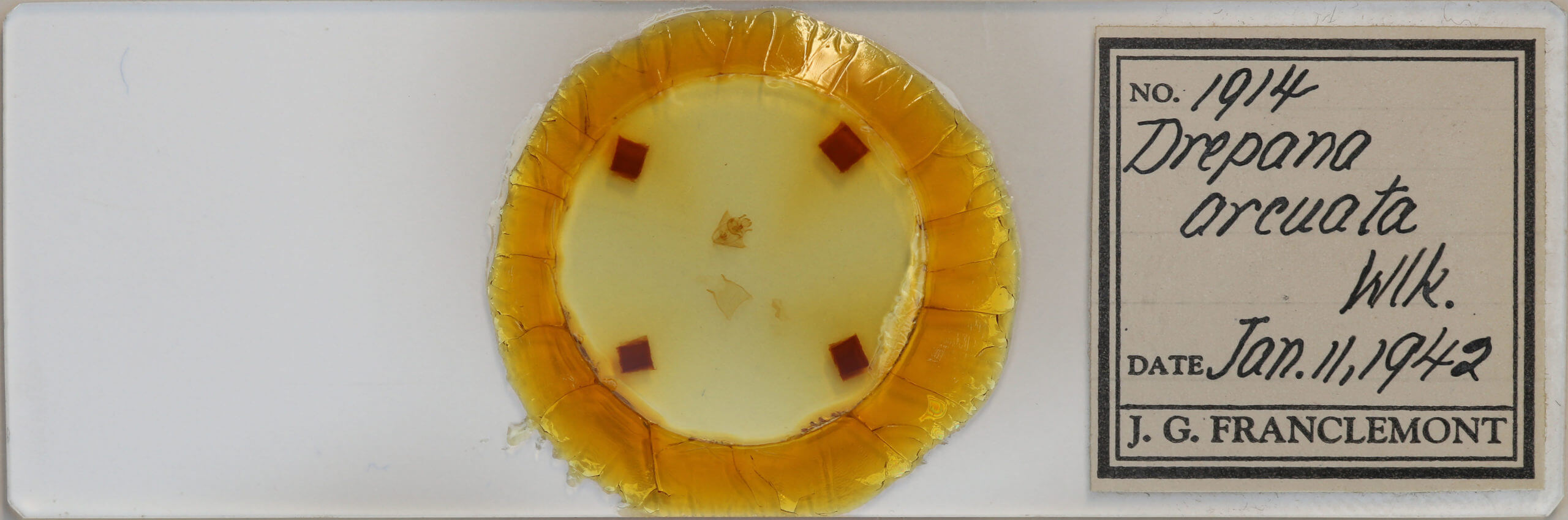 slide view of adult Drepana arcuata