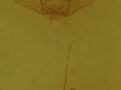 genitalia view of adult Dysstroma
