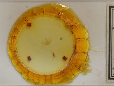 slide view of adult Dysstroma
