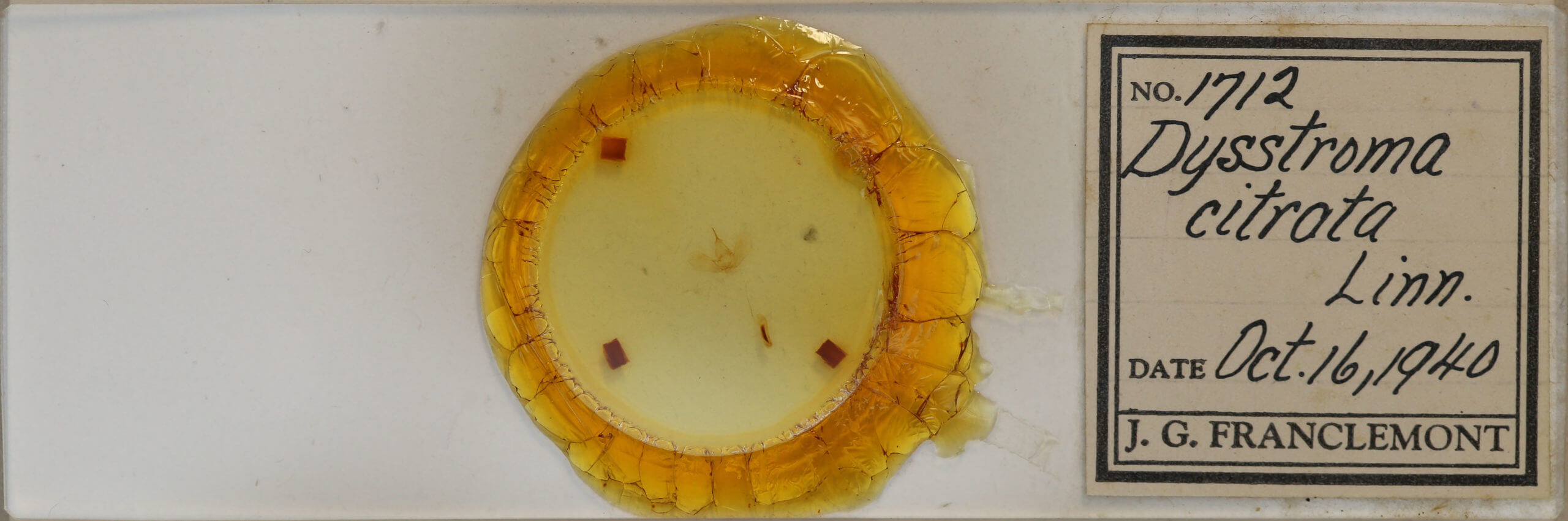 slide view of adult Dysstroma