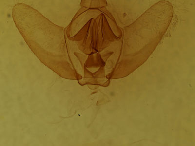 genitalia view of adult Eadmuna esperans