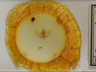 slide view of adult Eadmuna esperans