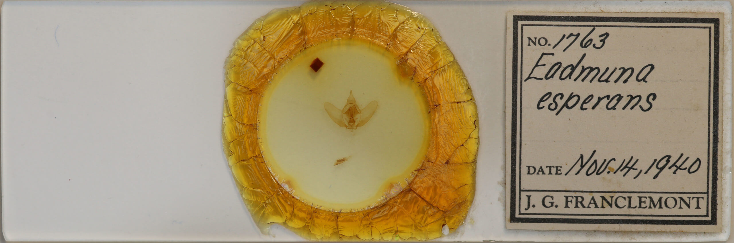 slide view of adult Eadmuna esperans