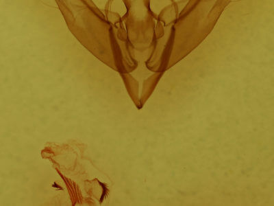 genitalia view of adult Egira crucialis