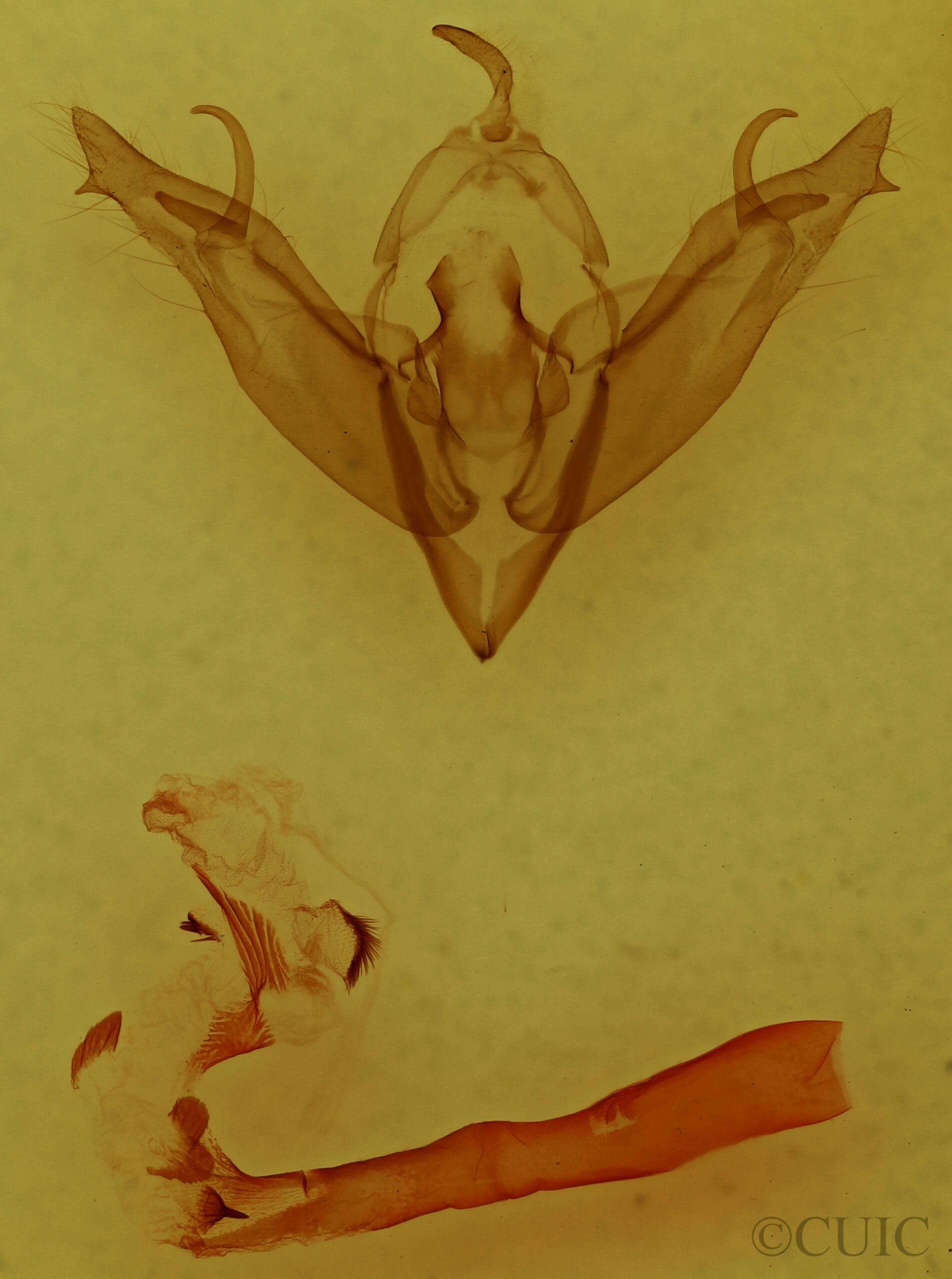 genitalia view of adult Egira crucialis