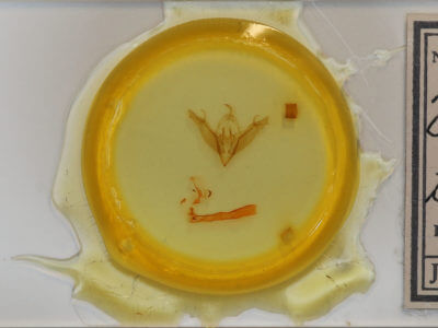 slide view of adult Egira crucialis