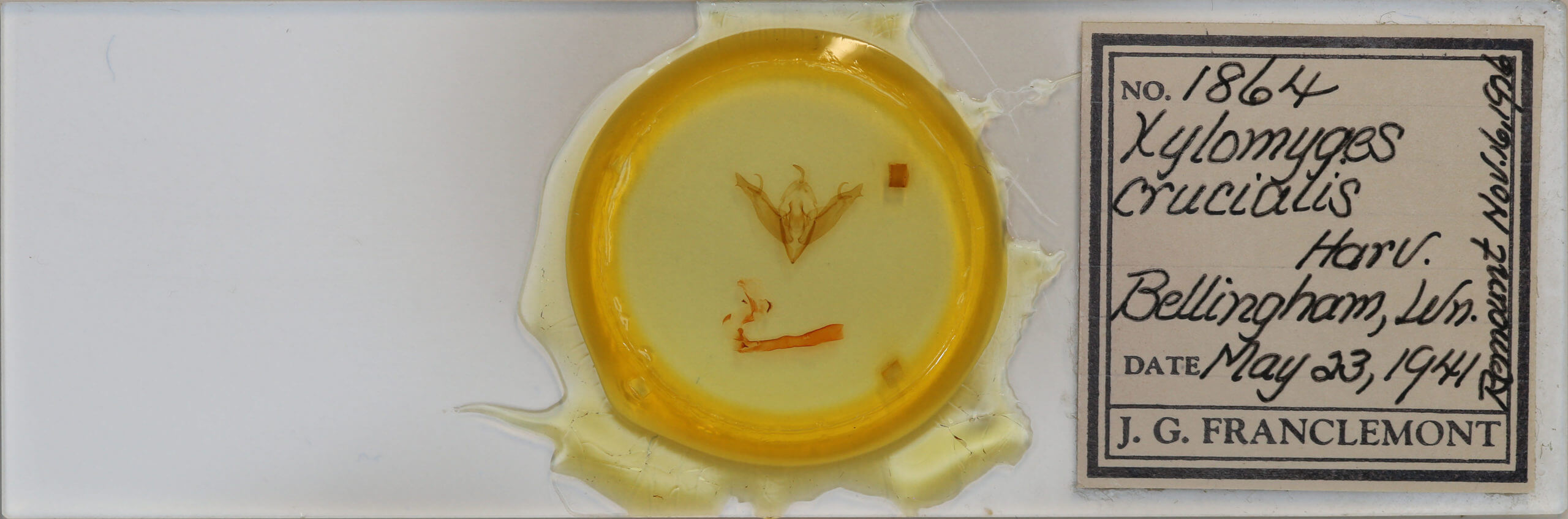 slide view of adult Egira crucialis