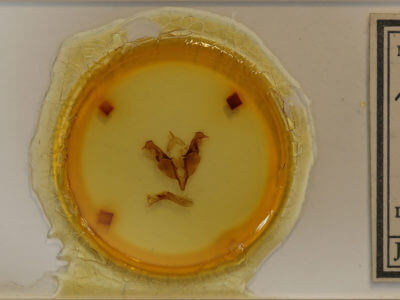 slide view of adult Egira dolosa