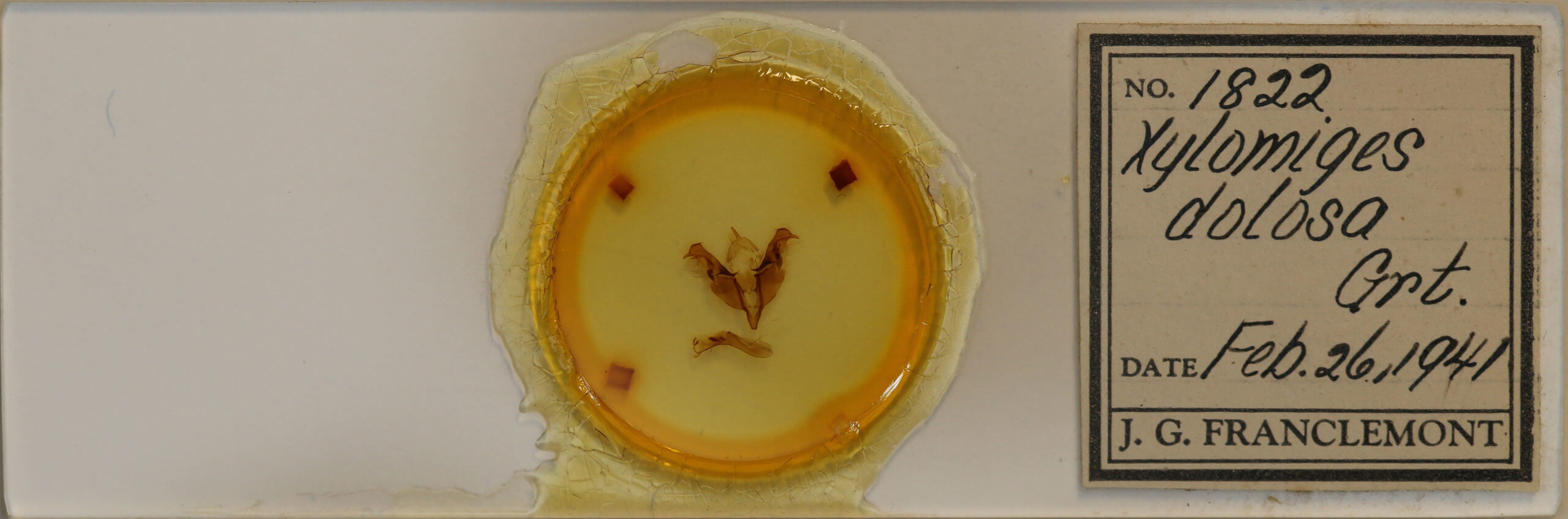 slide view of adult Egira dolosa