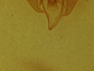 genitalia view of adult Egira simplex