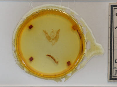 slide view of adult Egira simplex