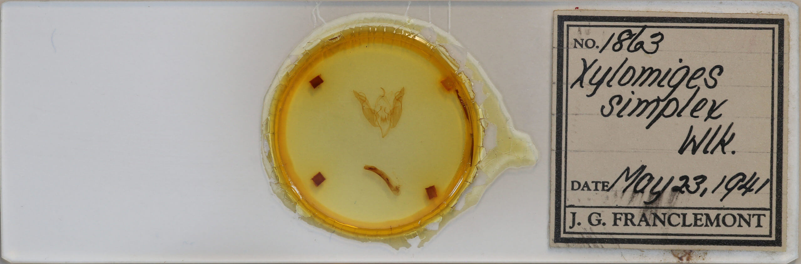 slide view of adult Egira simplex