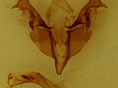 genitalia view of adult Egira dolosa