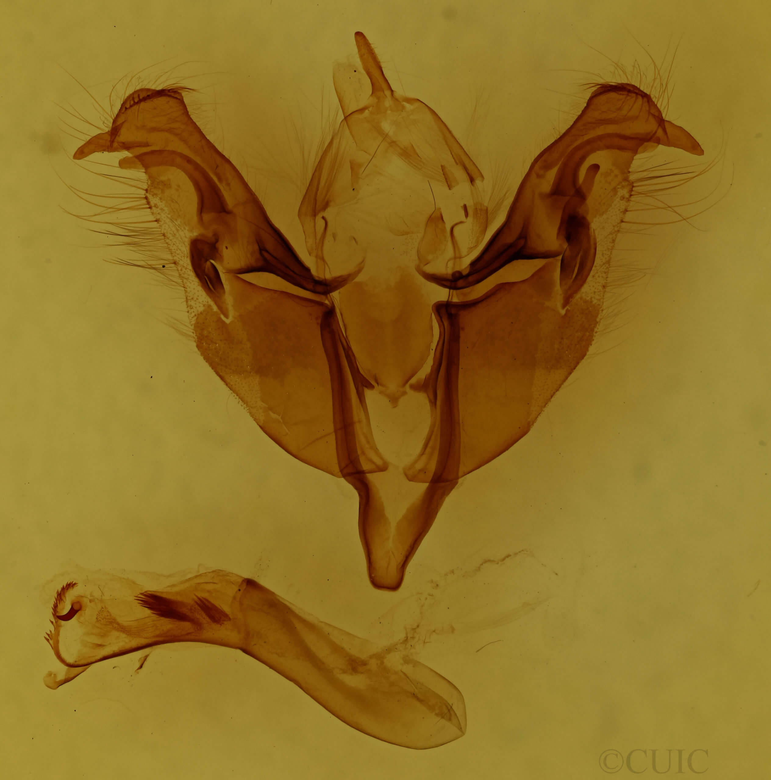 genitalia view of adult Egira dolosa
