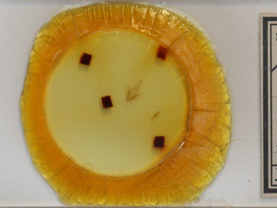 slide view of adult Elaphria versicolor