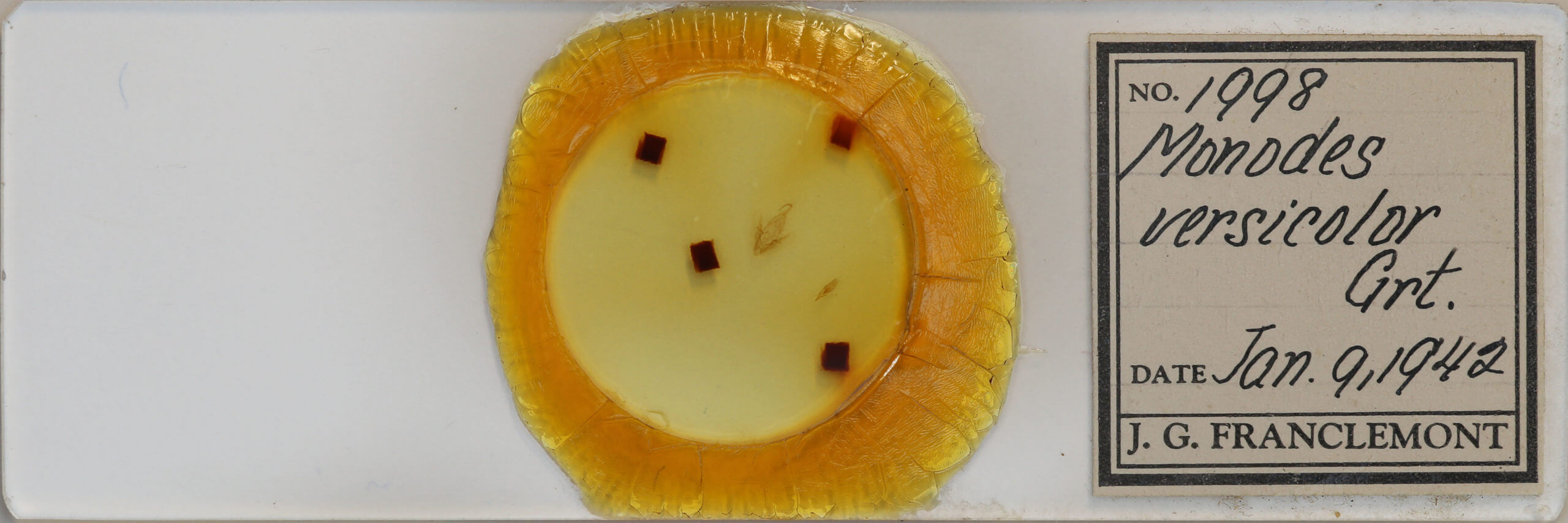 slide view of adult Elaphria versicolor