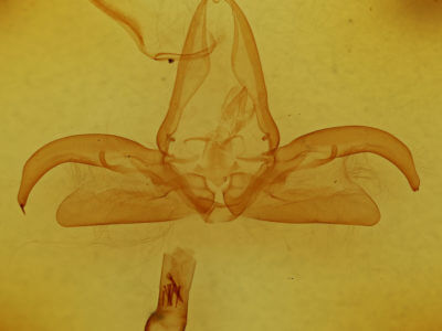 genitalia view of adult Eriopyga monilis