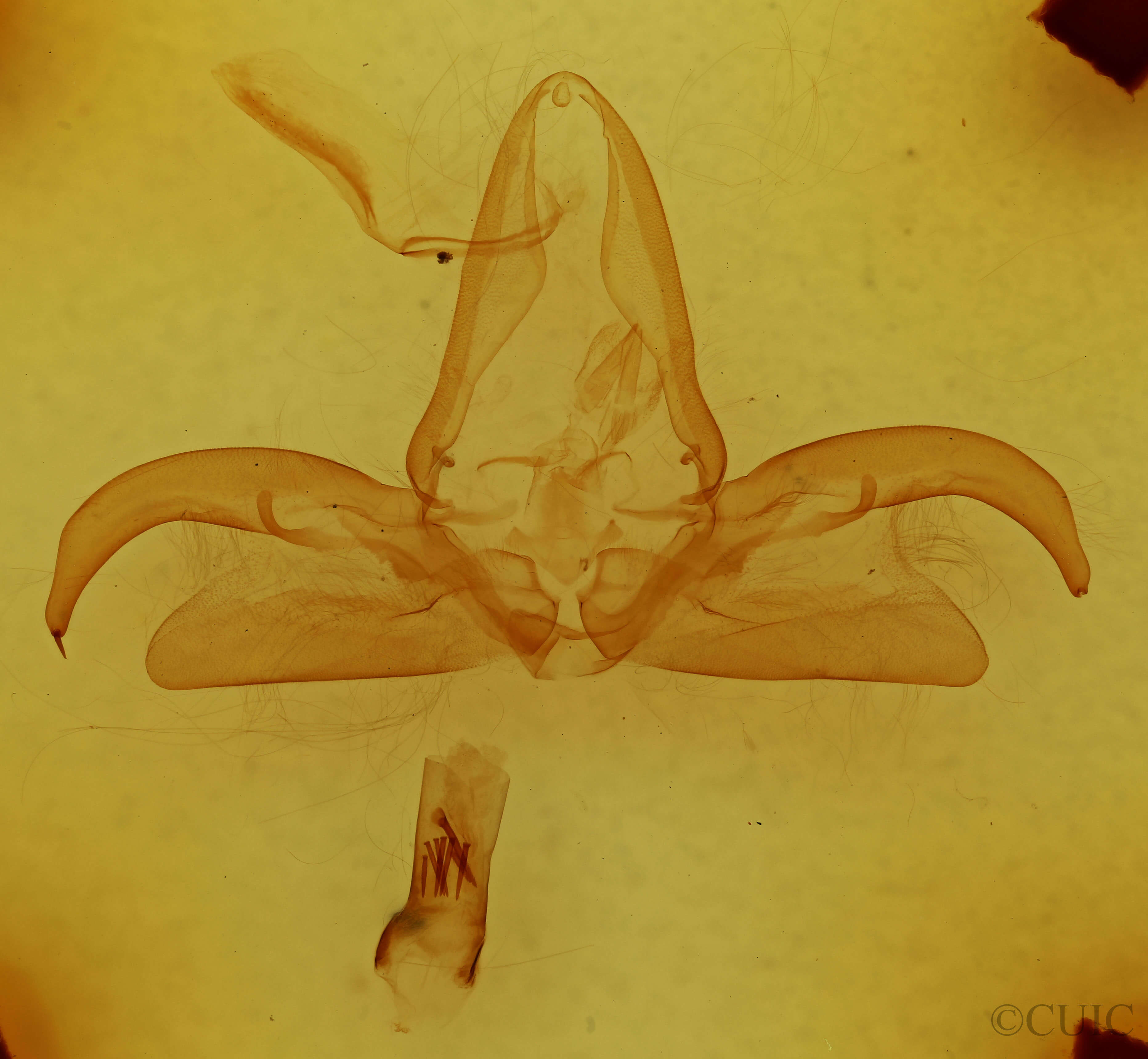 genitalia view of adult Eriopyga monilis