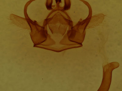 genitalia view of adult Euchaetes egle