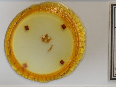 slide view of adult Euchaetes egle