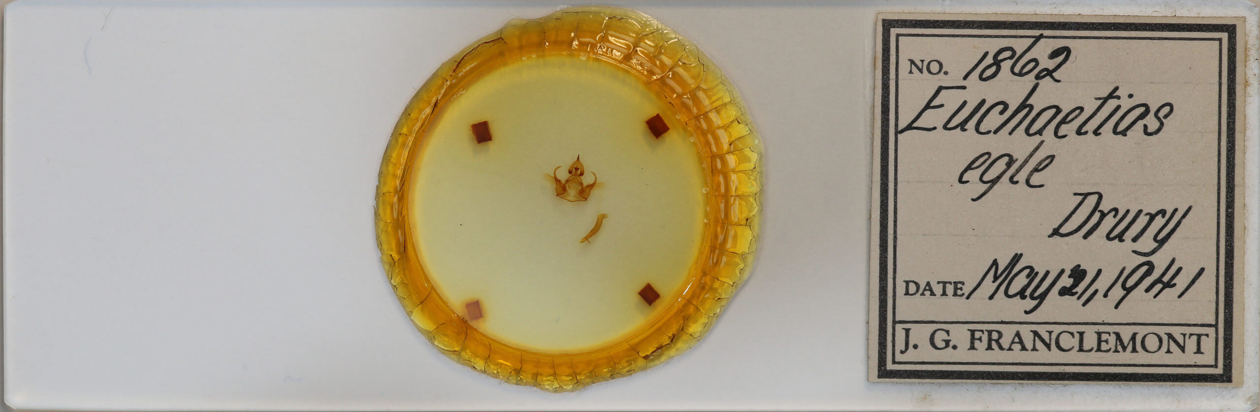 slide view of adult Euchaetes egle