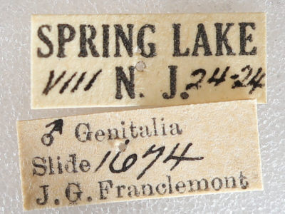 label view of adult Euchlaena obtusaria