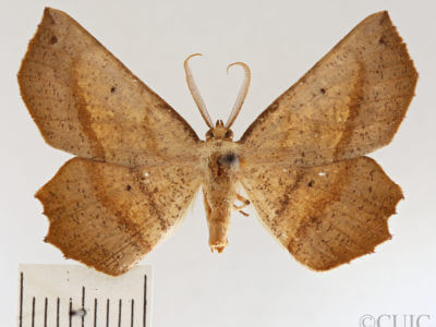 dorsal view of adult Euchlaena obtusaria