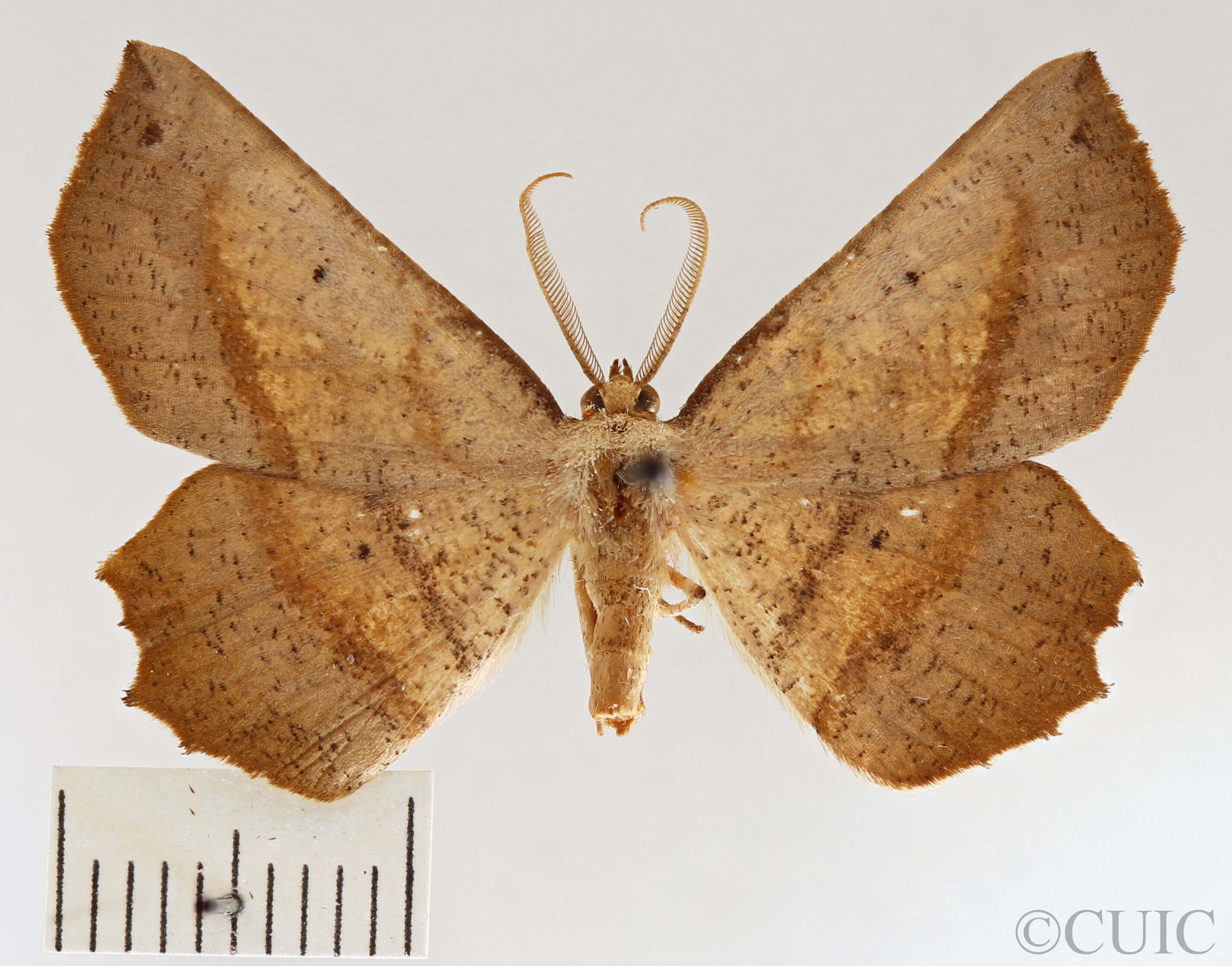 dorsal view of adult Euchlaena obtusaria