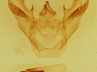 genitalia view of adult Euchlaena obtusaria