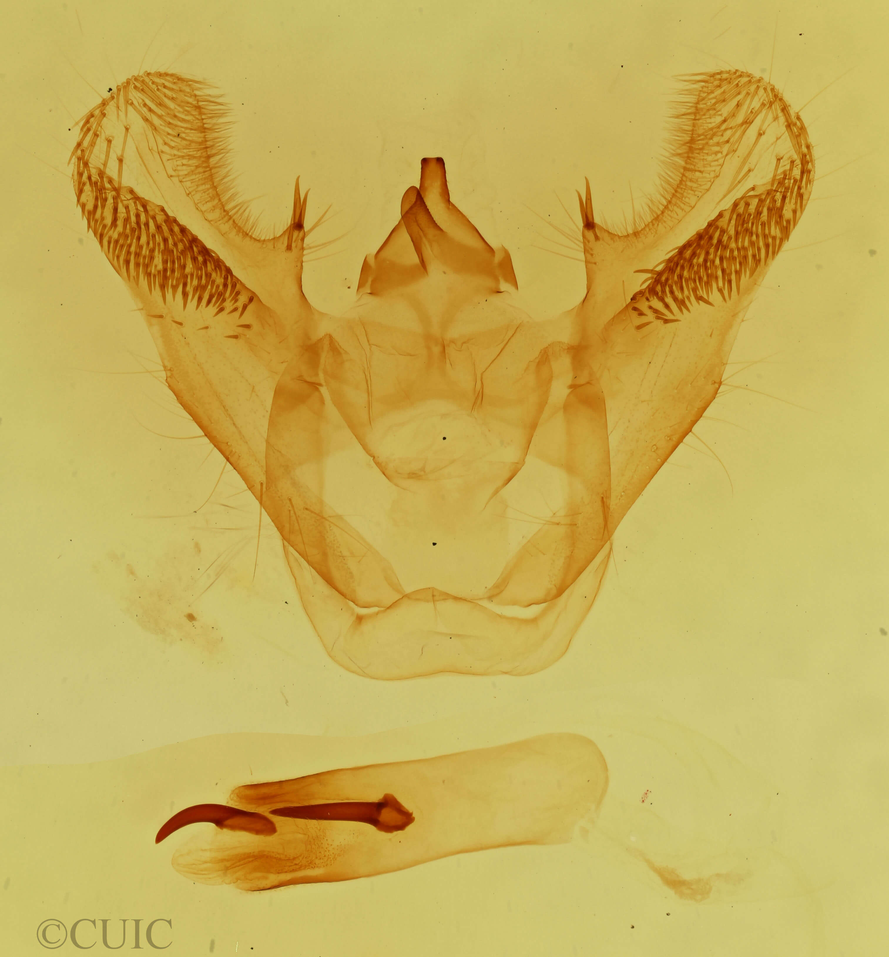 genitalia view of adult Euchlaena obtusaria