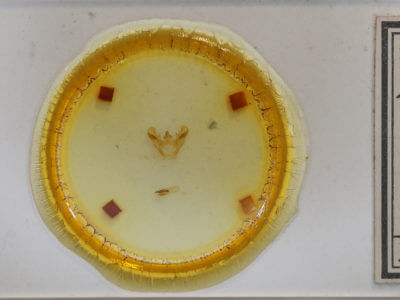 slide view of adult Euchlaena obtusaria