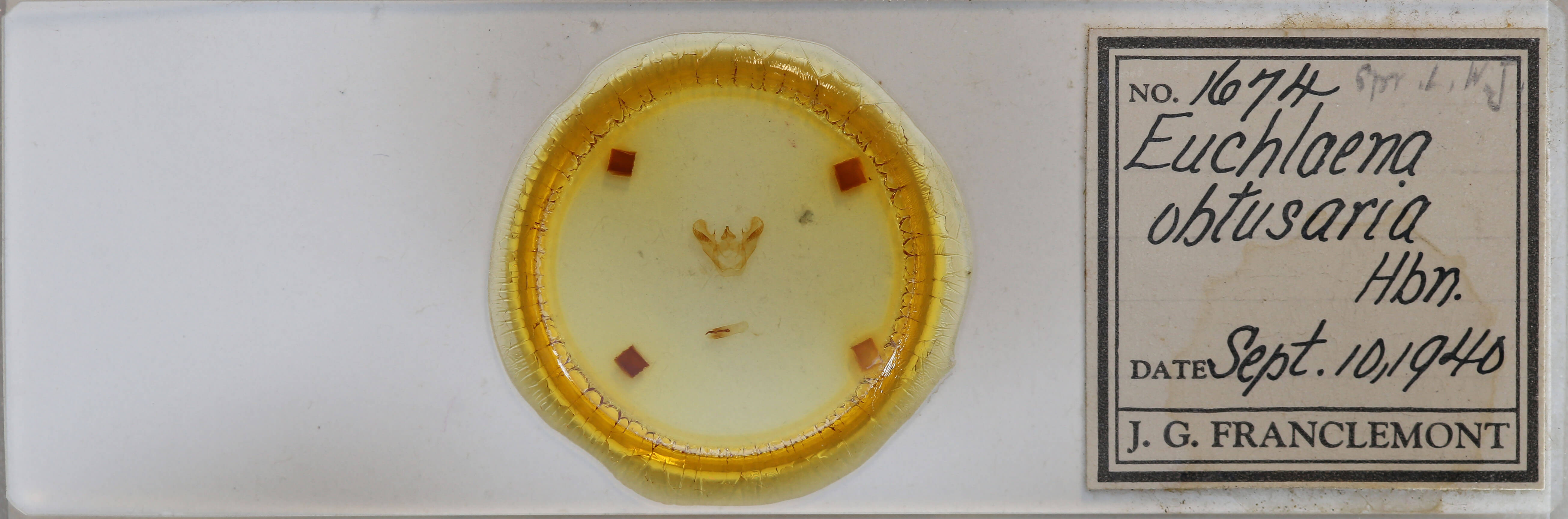 slide view of adult Euchlaena obtusaria