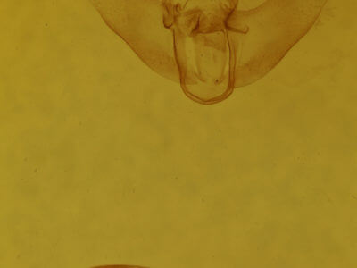 genitalia view of adult Euclea delphinii