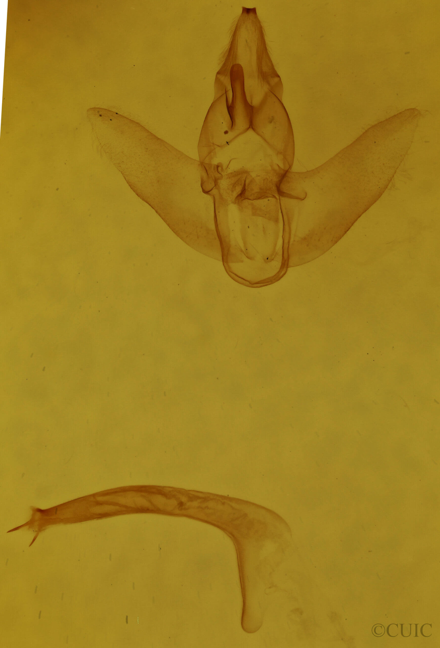 genitalia view of adult Euclea delphinii