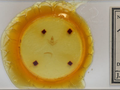 slide view of adult Euclea delphinii