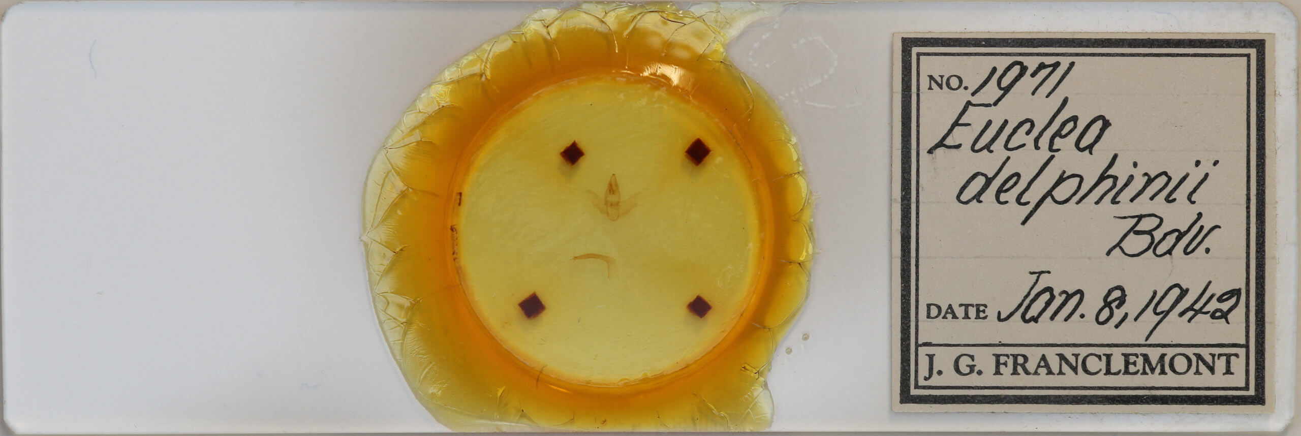 slide view of adult Euclea delphinii