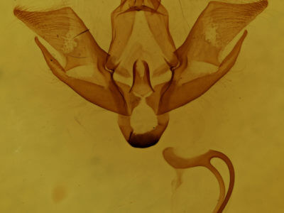 genitalia view of adult Eudryas brevipennis