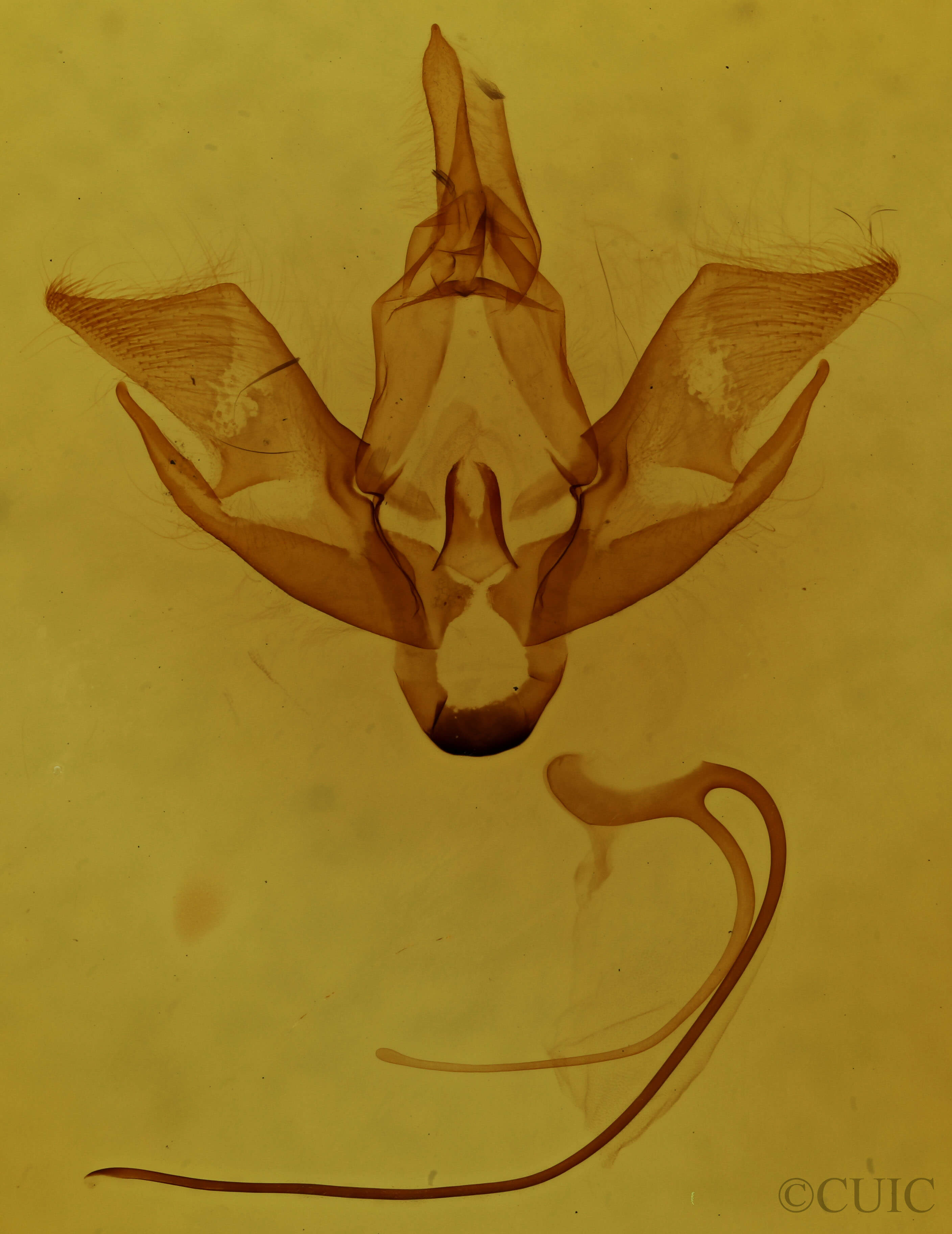 genitalia view of adult Eudryas brevipennis