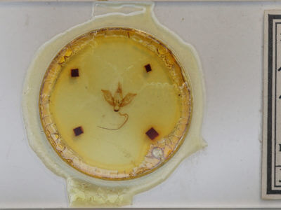 slide view of adult Eudryas brevipennis