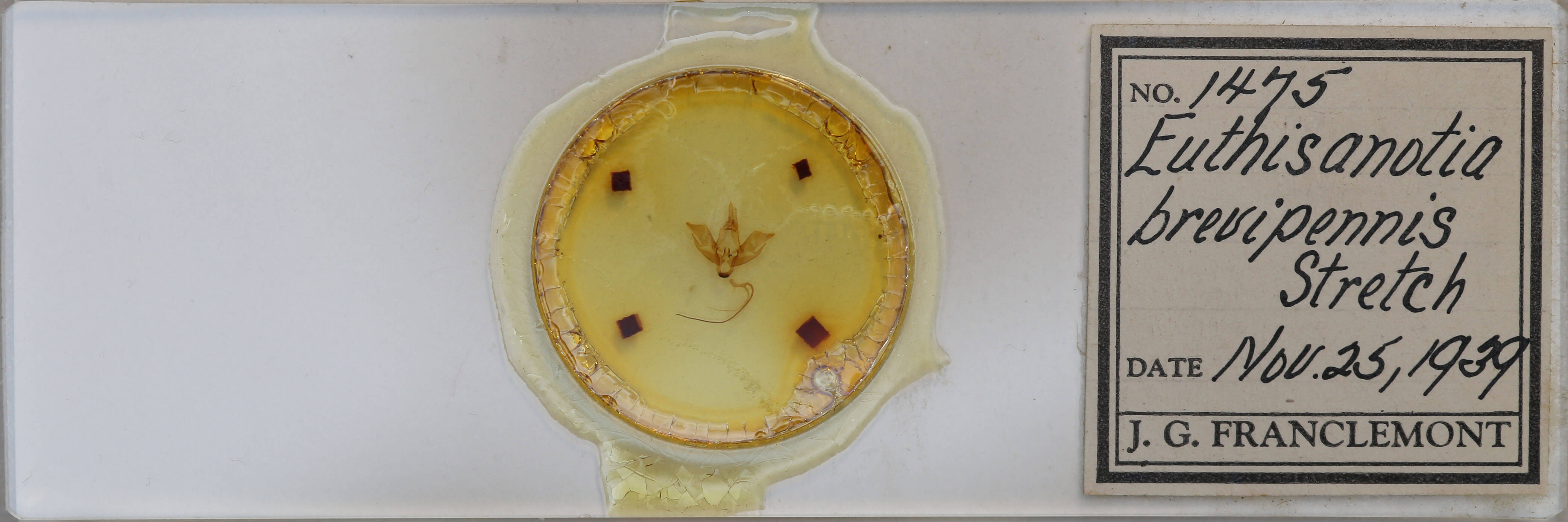 slide view of adult Eudryas brevipennis