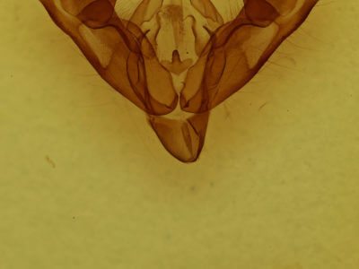 genitalia view of adult Coenophila opacifrons